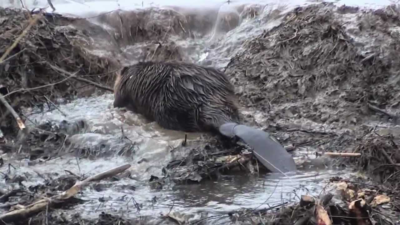 CATCHING BEAVER - IT TAKES SKILL TO CATCH-EM BY THE TAIL