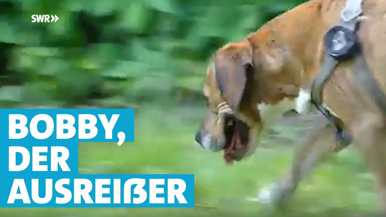 Hundeversteher: Hund Bobby nimmt öfter Reißaus