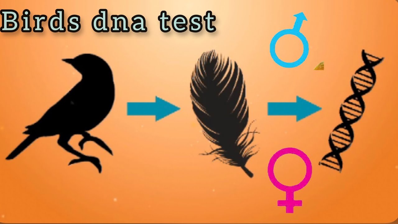 How to do birds feather DNA 🧬 sample