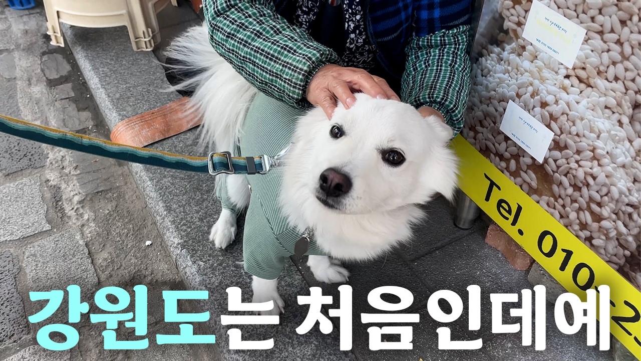 묘하게 구수한 경상도 강아지의 강원도 캠핑ㅋㅋ| 정선군 생태학습장 야영장 펫 동반 캠핑장