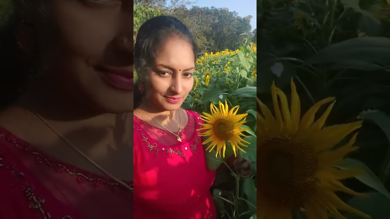 സൂര്യകാന്തി🌻 തോട്ടവും ചായ ☕കടയും... കൊച്ചു കൊച്ചു വിശേഷങ്ങൾ.....