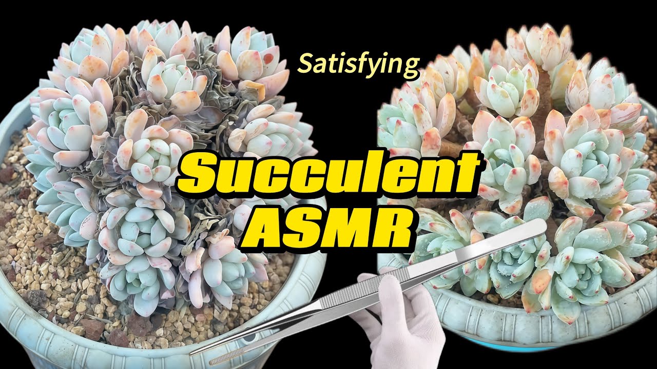 Succulent ASMR | Satisfying Sounds
