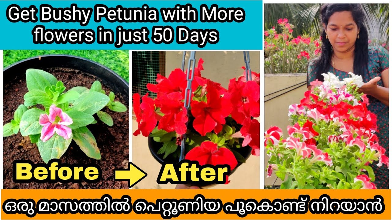 Petunia Transformation | 5 Secret Tips for More Flowers  | പെറ്റൂണിയ ചെടി ഒത്തിരി പൂവിടാൻ 5 ടിപ്സ്