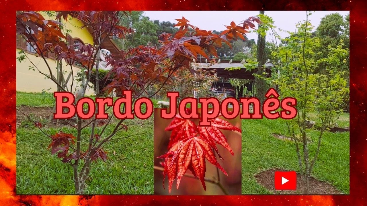 Brotação dos Acer e outras plantas em 2024 - Youtube