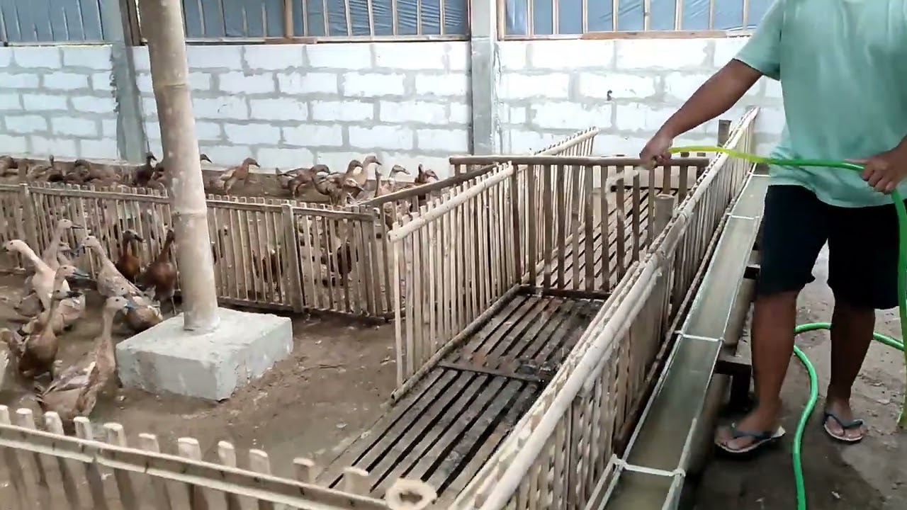 Perawatan bebek petelur dan penjelasan setingan kandang agar bebek nyaman@DELTA FARM