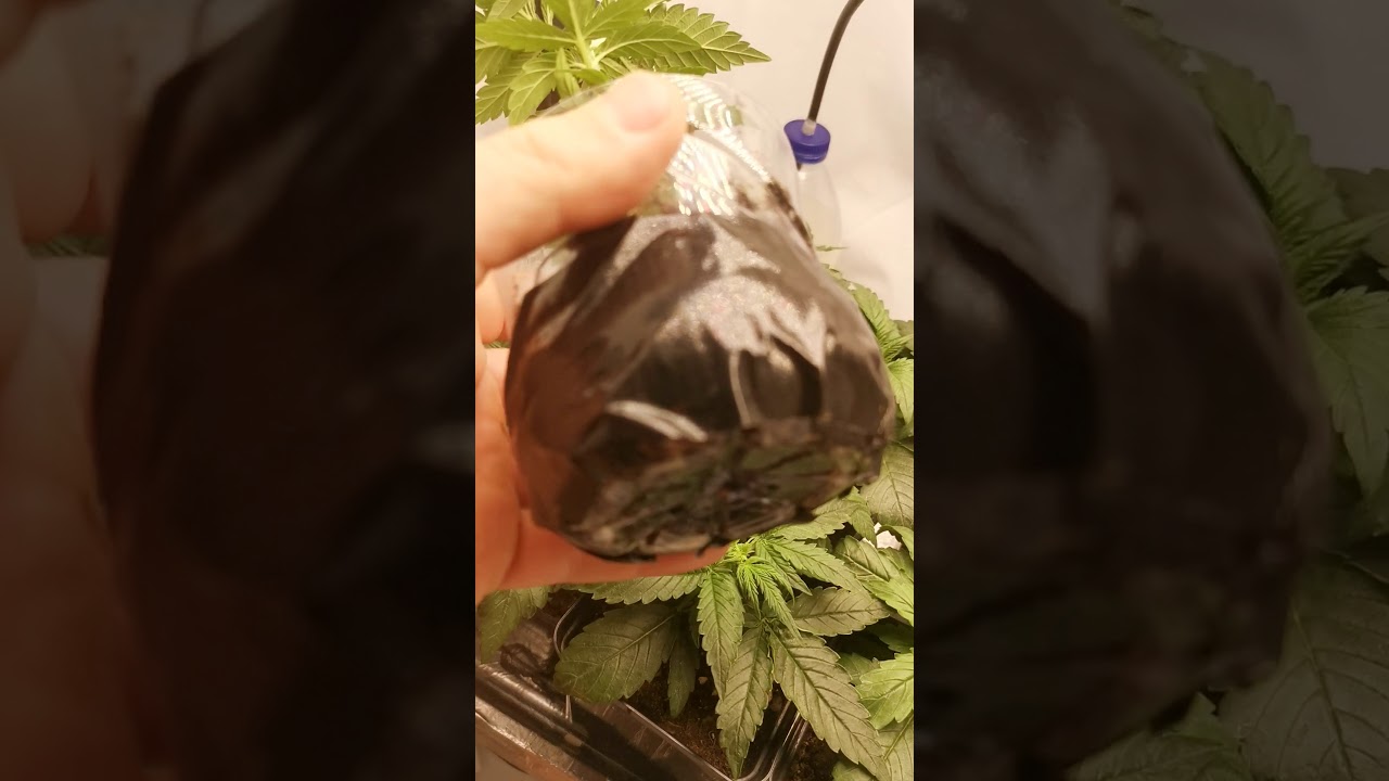 Ts 1000w Mars hydro closet grow