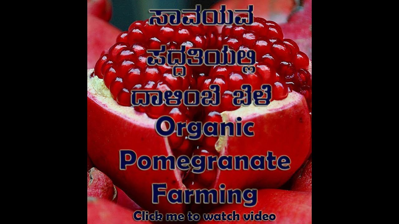 How to grow pomegranate in organic | complete guide using Dr.Soil
