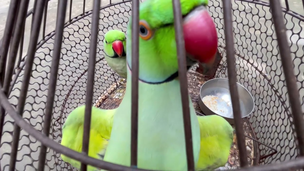 Mitthu😊🦜✌️👍💕#teamfx #viralvideo #mitthu 