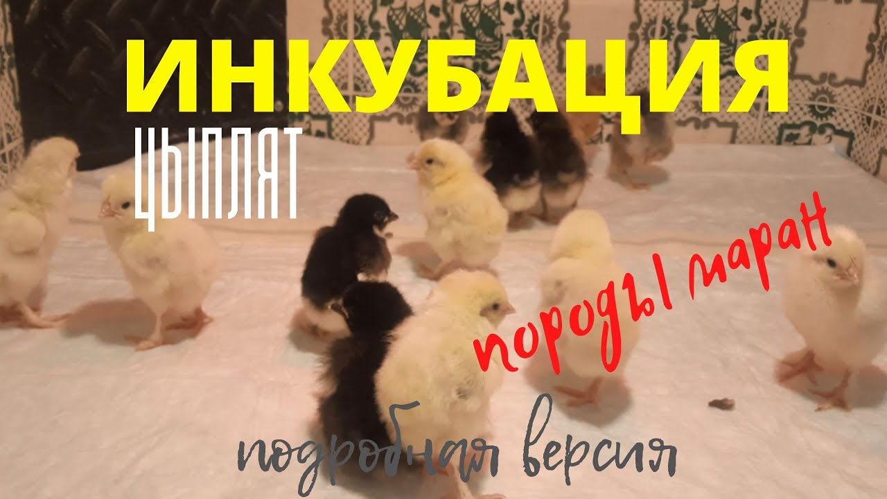 Куры породы маран. Инкубация куриных яиц. Часть 2.
