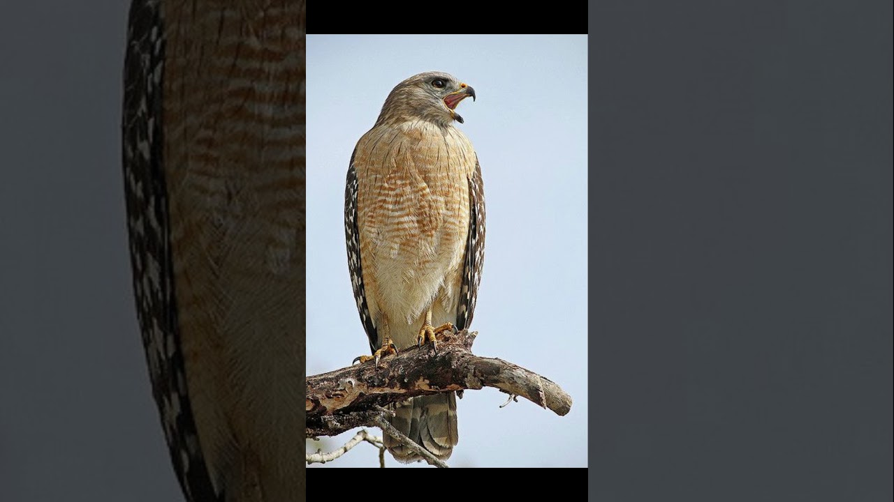 Hawk Screeching sound effect