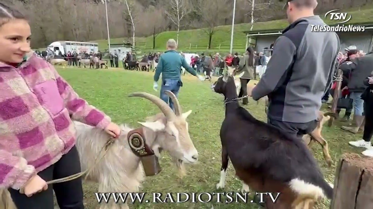 Samolaco. Capre in mostra fra tradizione e futuro