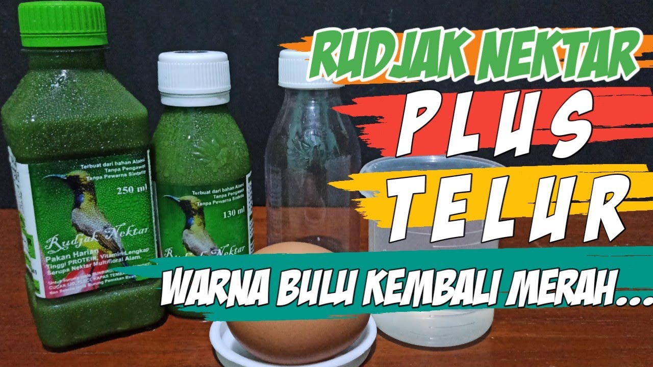 NEKTAR RACIKAN UNTUK KOLIBRI SEDANG MABUNG