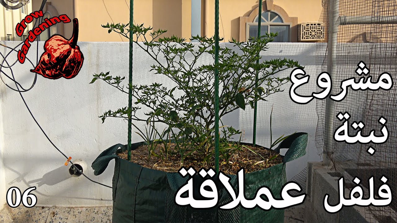 مشروع نبتة فلفل عملاقة - 06