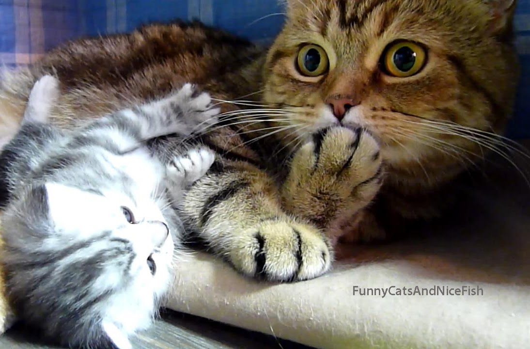 Самые веселые кошки, коты  и смешные котята ! Новая подборка