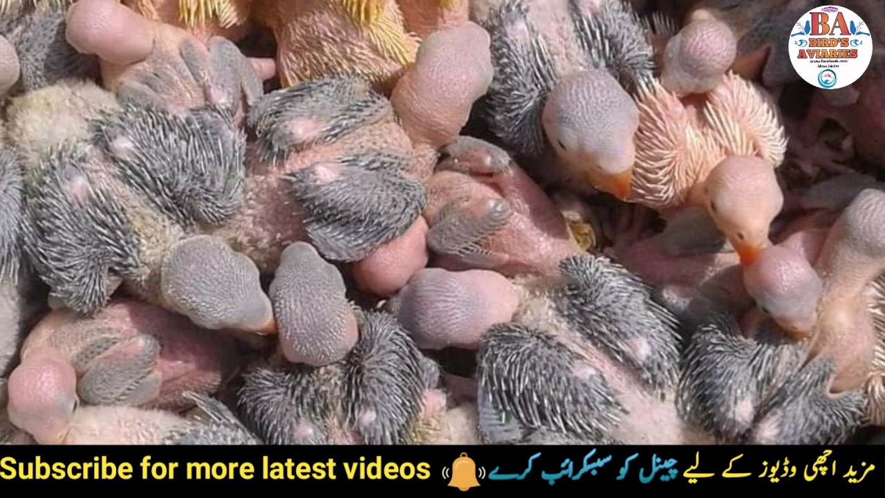 Ringneck Parrot Farming Business idea 2019 ||700 Budgies Parrots Farm Plan Urdu Hindi