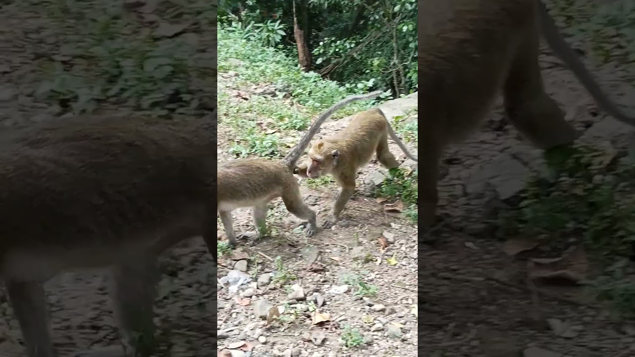 eh eh... mau kawin ya monyet #short