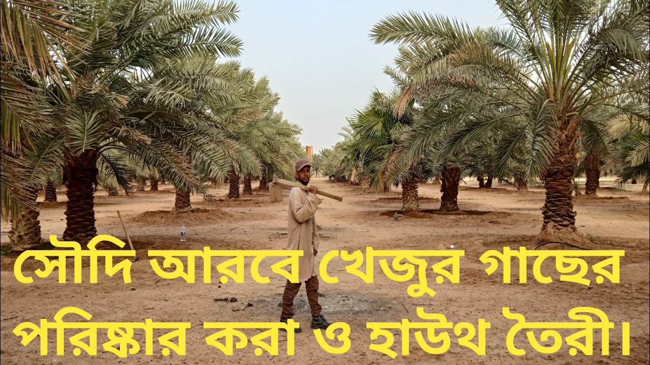সৌদি আরবের খেজুর গাছ পরিষ্কার করা ও হাউথ তৈরী। একটা খেজুর গাছ কত যত্ন সহকারে হাউথ বানায়।