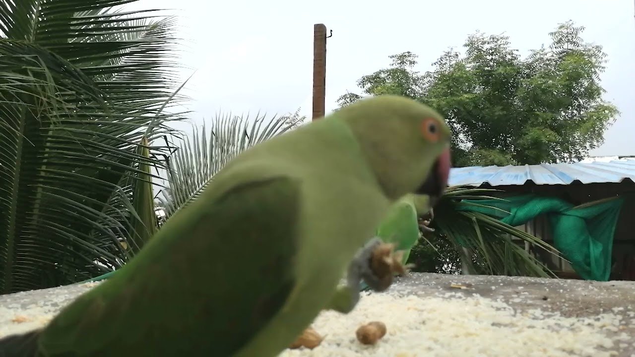 GreenParakeet Feeding - Day 43 | New guest crow and squirrels