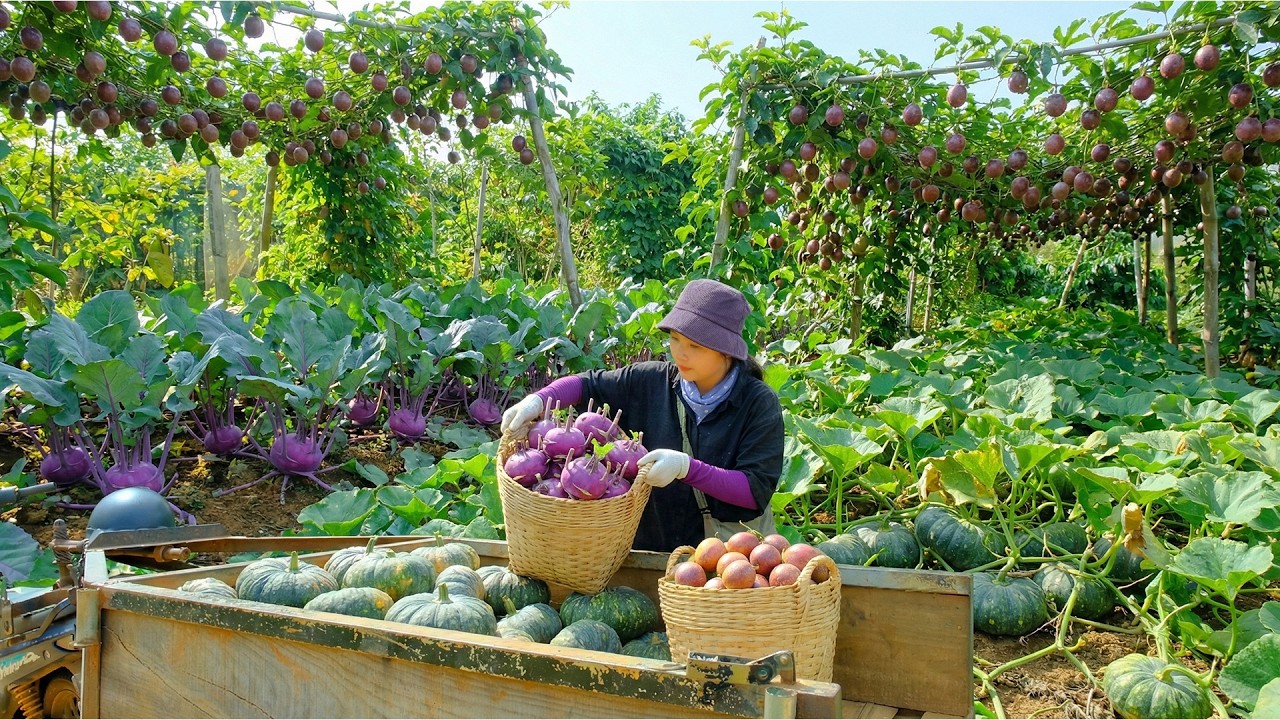 Harvest Purple Kohlrabi, Pumpkin, Passion Fruit – Sell At The Market & Plant Colombia Passion Fruit