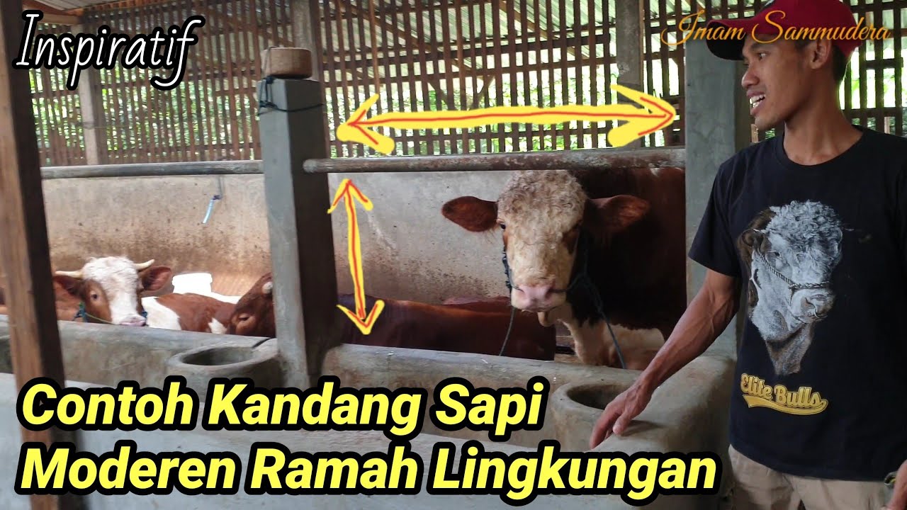 Inilah Ukuran Kandang Sapi Moderen Ramah Lingkungan Yg Cocok Jadi Referensi Peternak Pemula