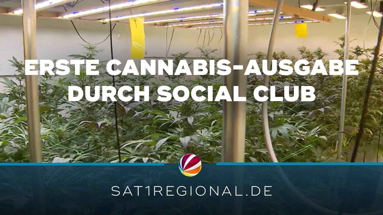Cannabis Social Club in Ganderkesee gibt erstmals Cannabis an Mitglieder aus