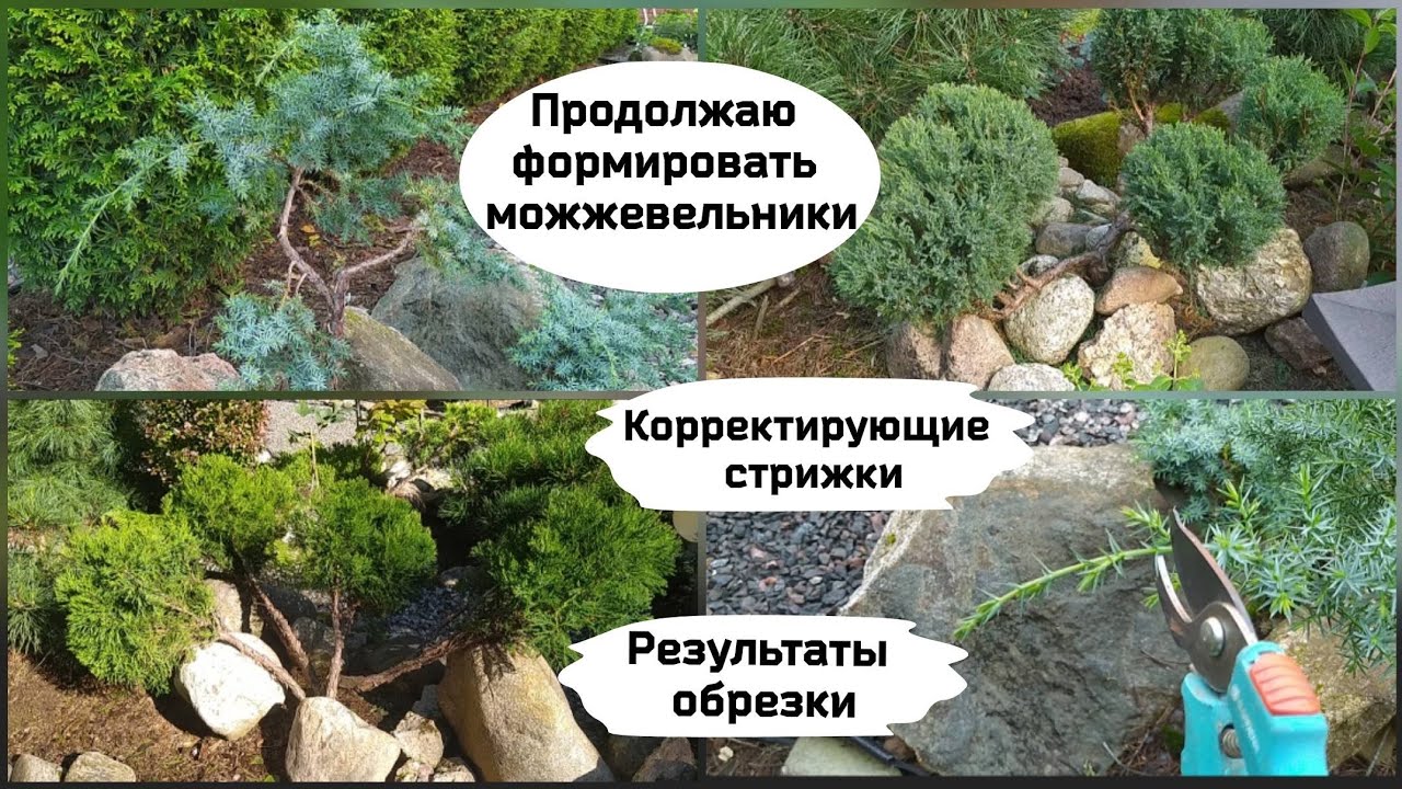 Корректирующие стрижки хвойных.Продолжаю формировать можжевельники.