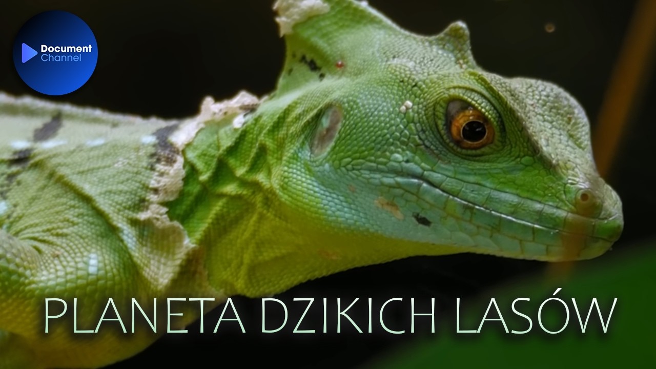Planeta Dzikich Lasów - Tropikalny Eden 🌍 Film Przyrodniczy Lektor PL | Tajemnice Dzikiej Natury