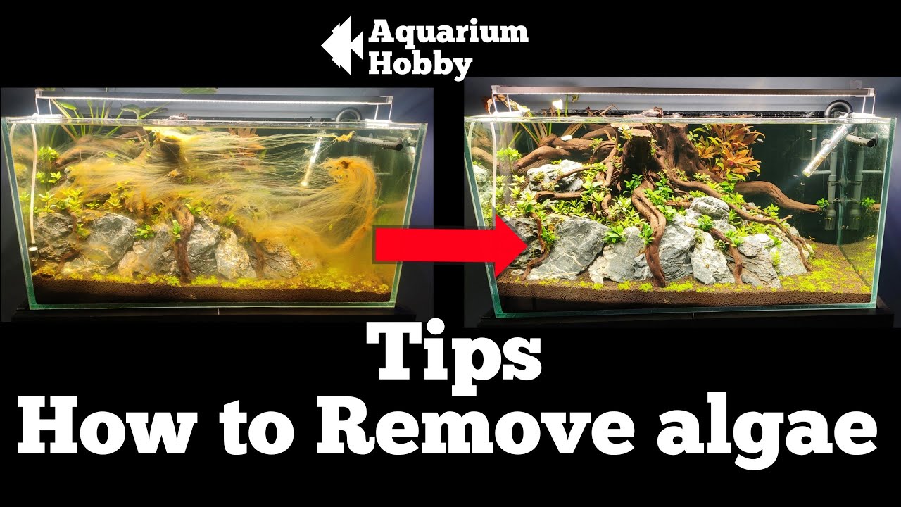 How to remove algae in planted tank