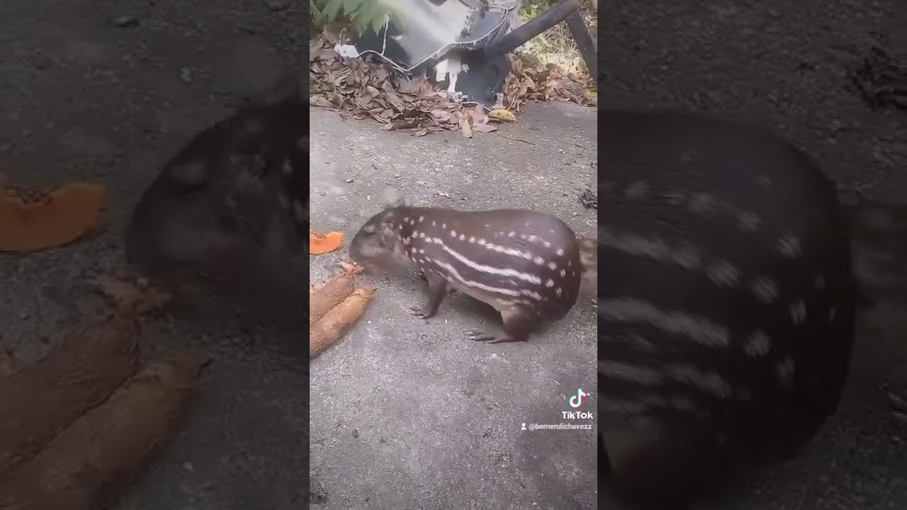 loque la madre naturaleza nos da una belleza tepescuintle