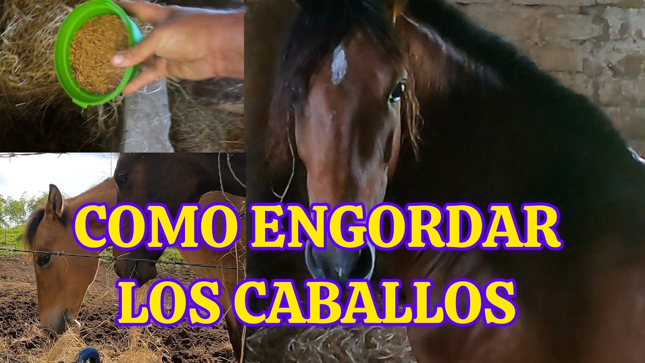 COMO ENGORDAR LOS CABALLOS