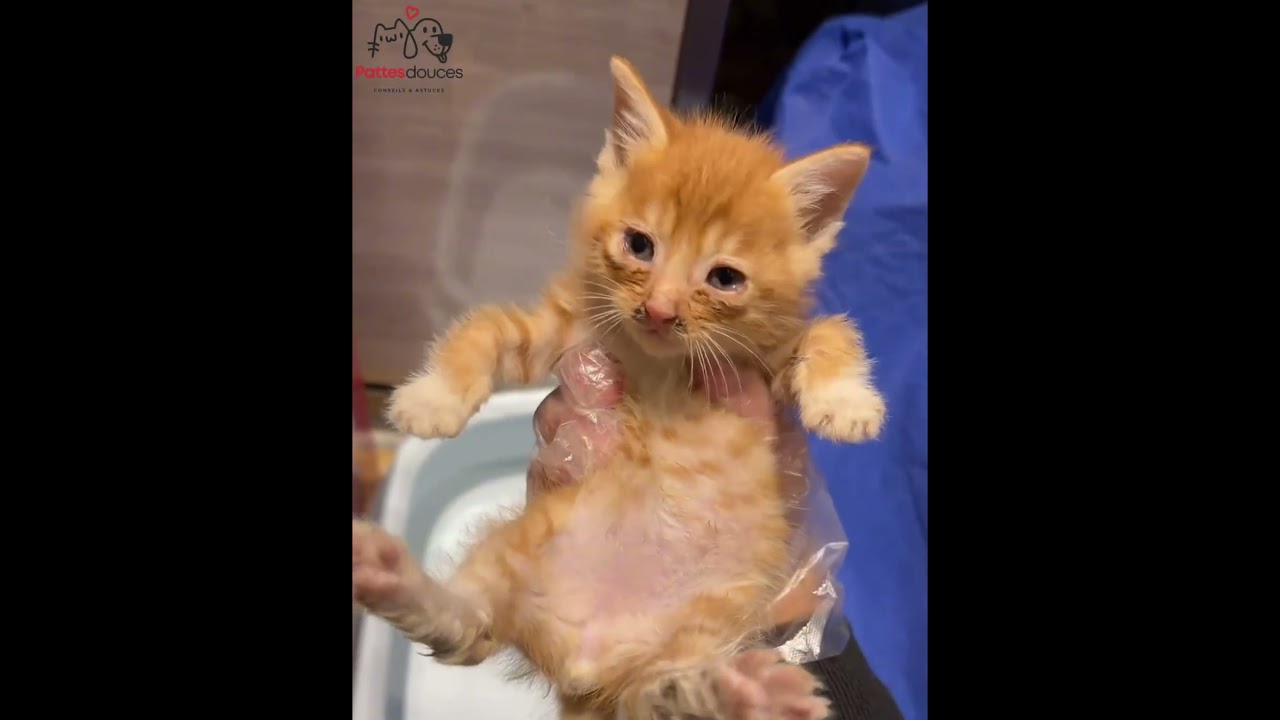 Il frappait &agrave; ma porte en pleine nuit&hellip; ce chaton m&rsquo;a forc&eacute;e &agrave; faire un choix 🐾