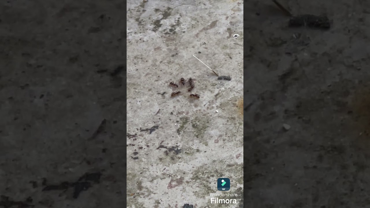 Du liquide sucré ! ❤️ ( lasius sp. gr. niger)