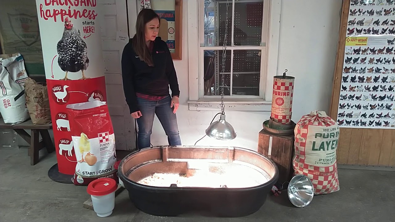 Setting Up a Chick Brooder