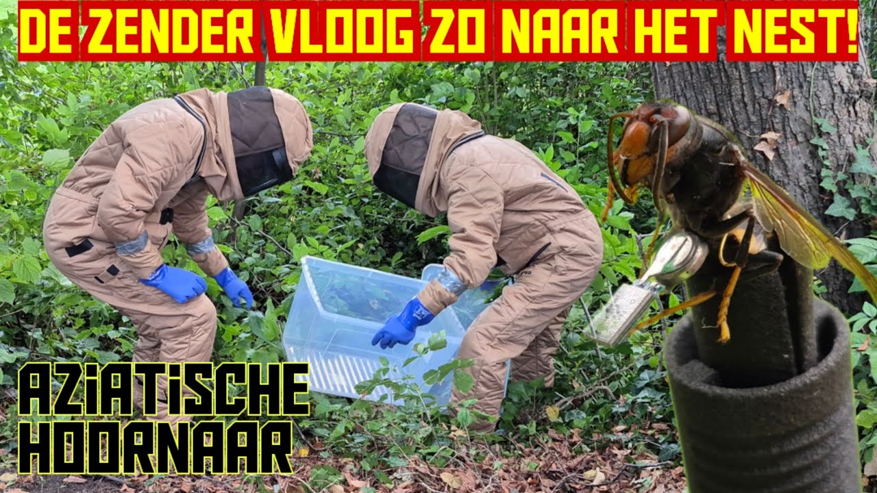 Aziatische hoornaar Zender set maakt het zoekwerk wel zo makkelijk.