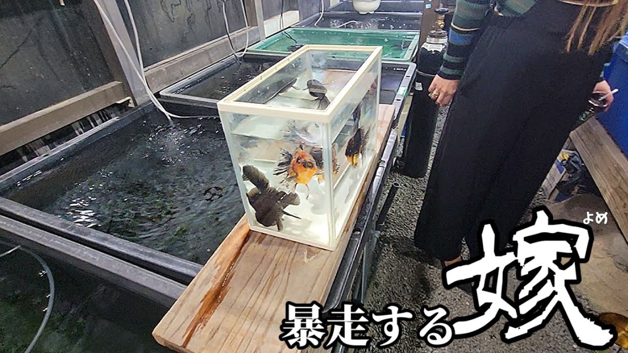 【金魚】お宅訪問シリーズ❕熊本の金魚愛好家さんを目の前に暴走する嫁は一体なにを考えているのか⁉️相変わらず元気でなによりです(笑)‼️