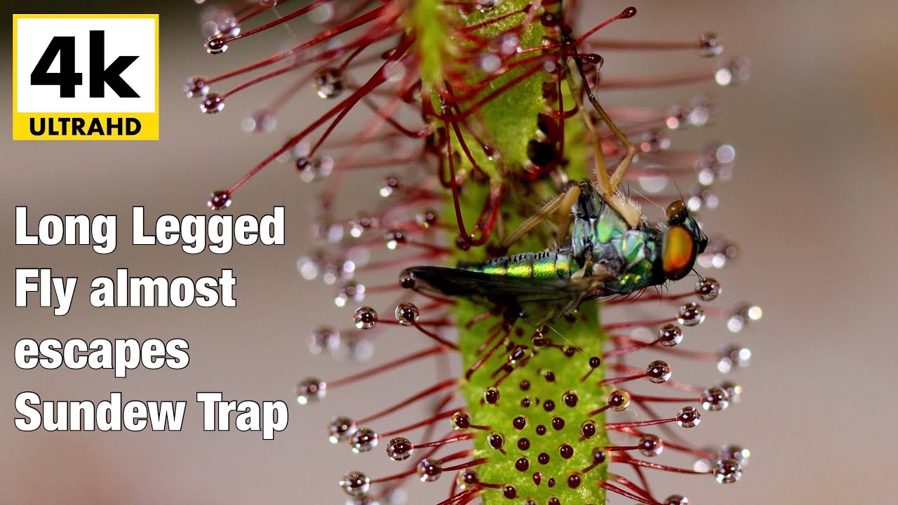 Aggressive Green Long Legged Fly vs. Sundew