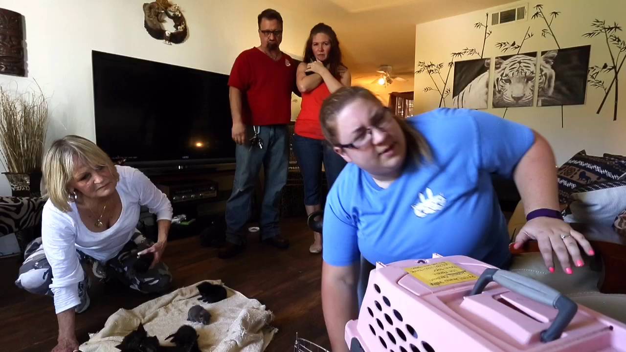 14 Kittens Found In Dumpster Rescued By Apartment Residents
