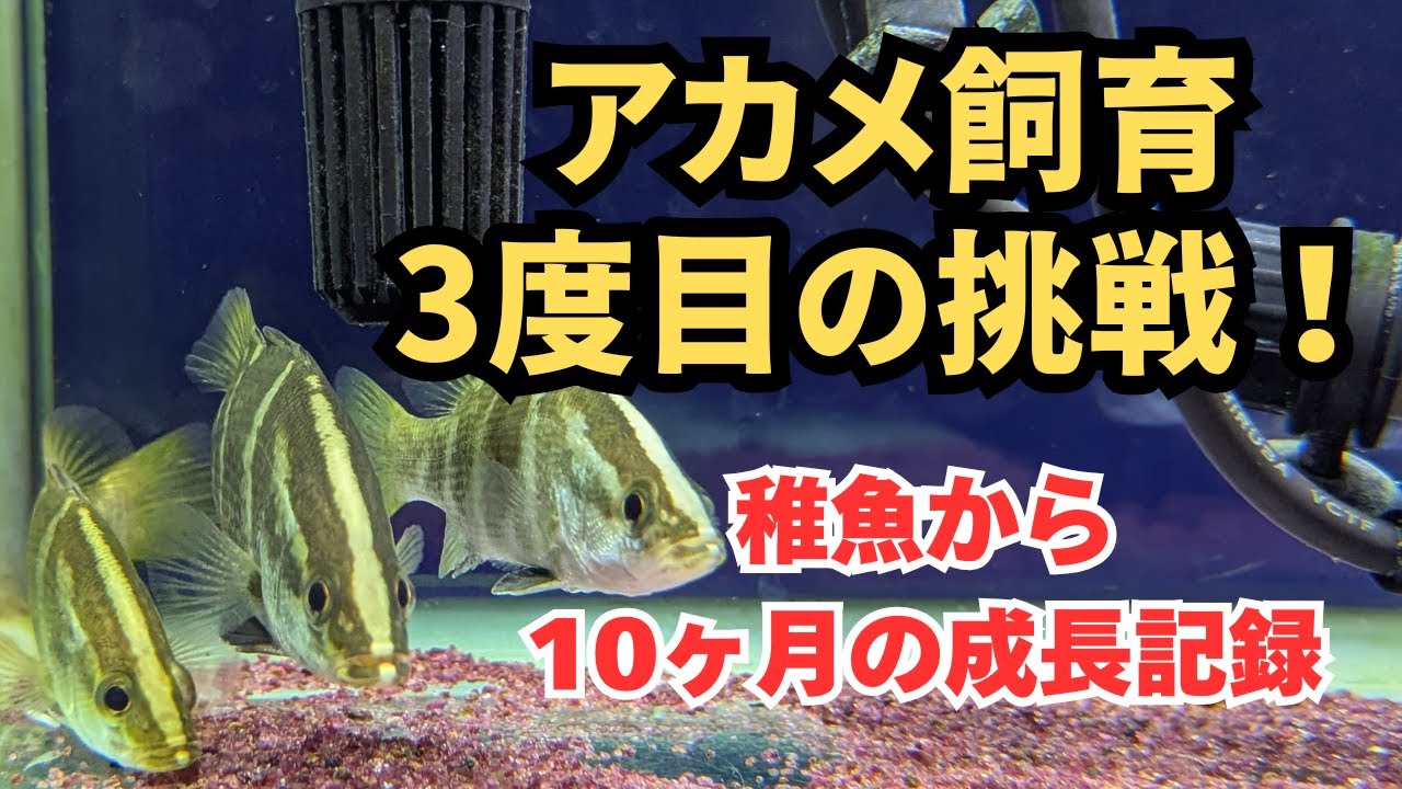 【飼育3度目の挑戦】アカメ稚魚5匹のリアルな成長日記｜人工飼料・水槽分け・体格差も解説！