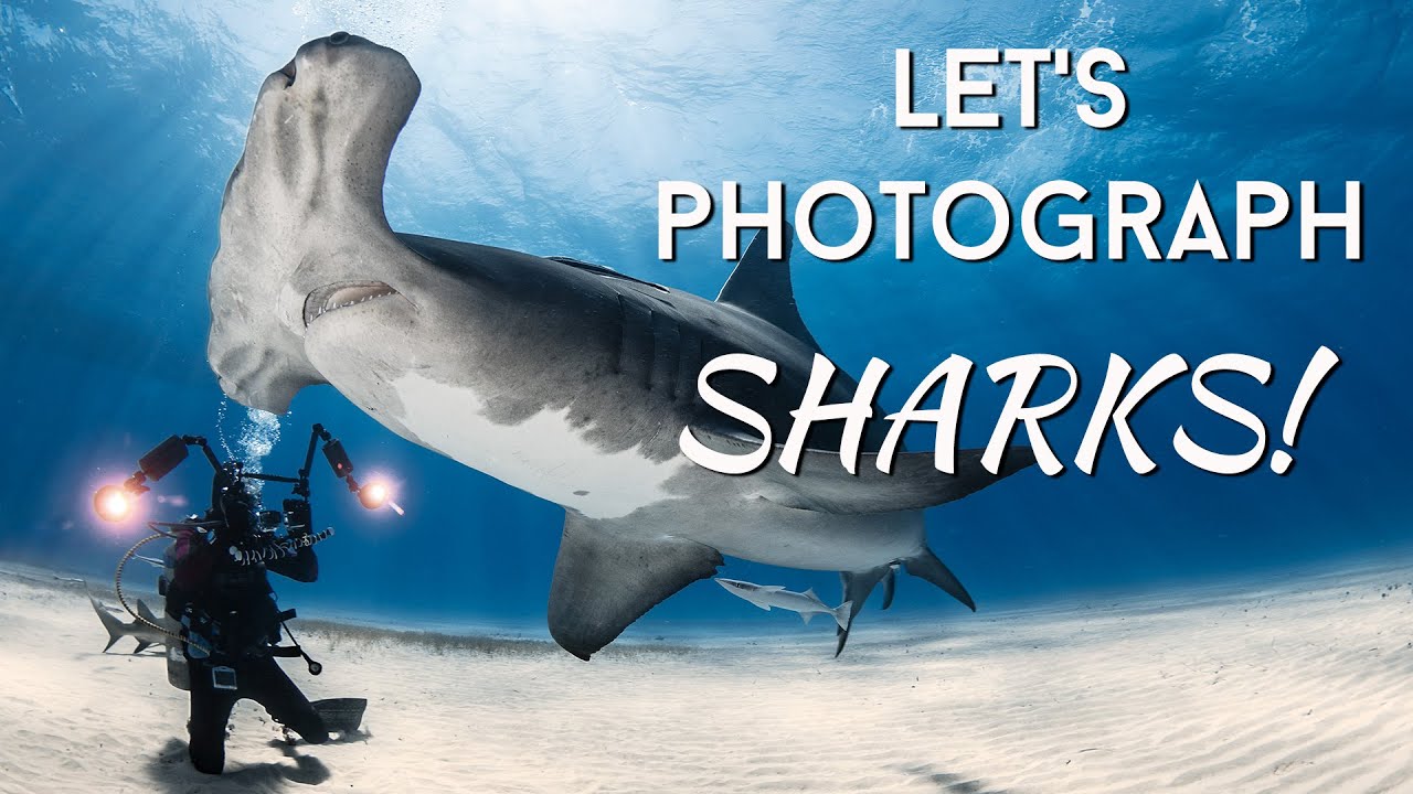 When a Shark Bites Your Camera and other Photo Ops