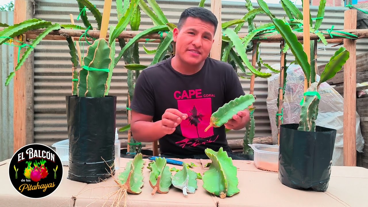 cómo preparar esquejes de PITAHAYA ✂️👈 para enraizar de una forma correcta🏜️😱