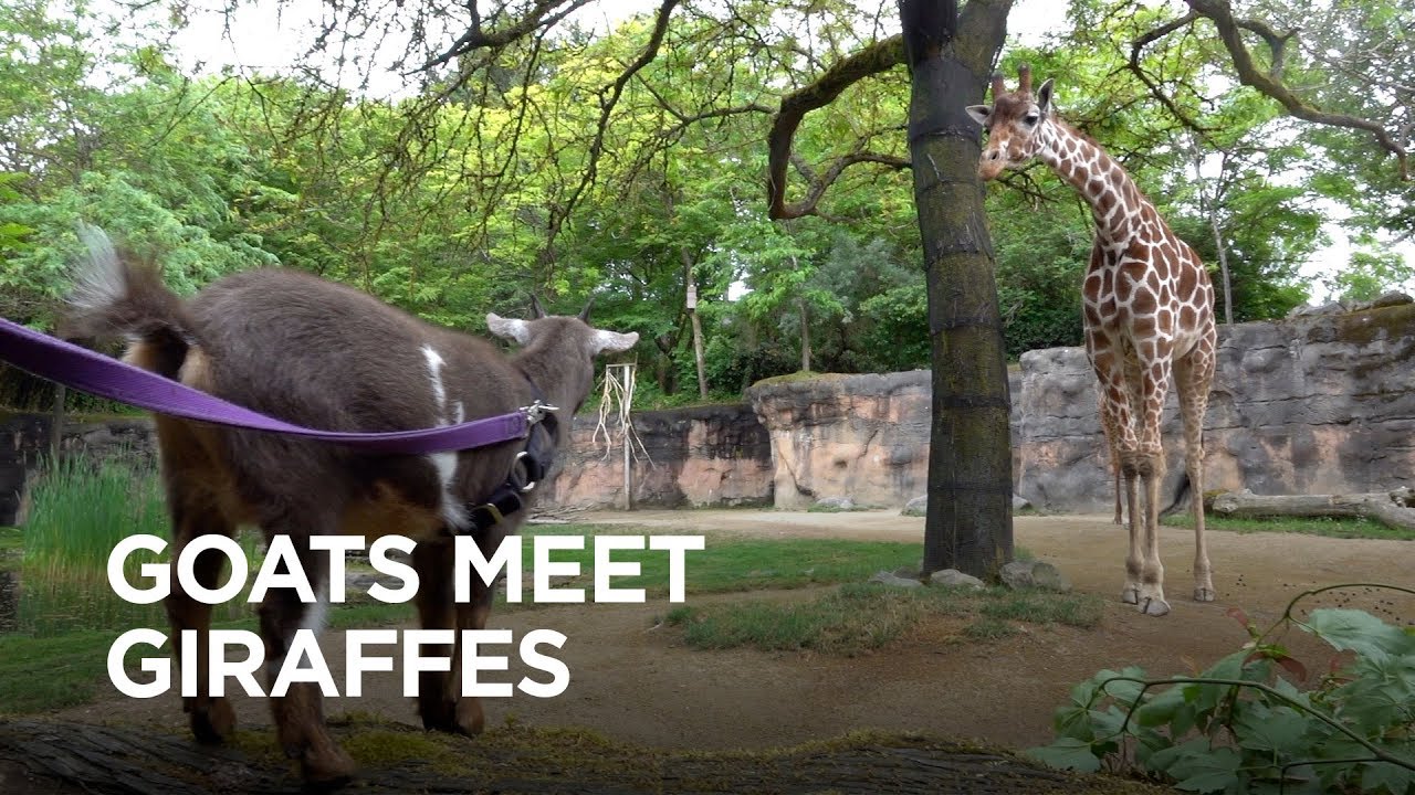 Tiny Goats Visit Giraffes