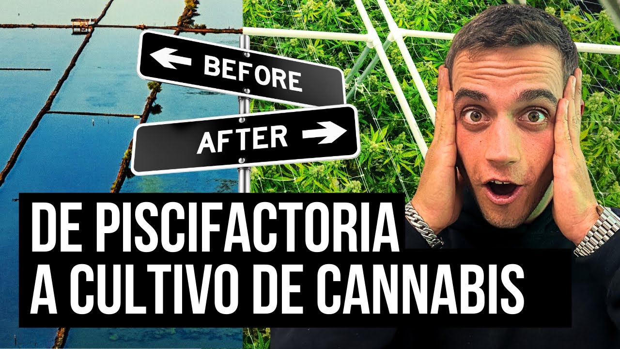De piscifactoría a cultivo de cannabis: primer terreno en Costa Rica