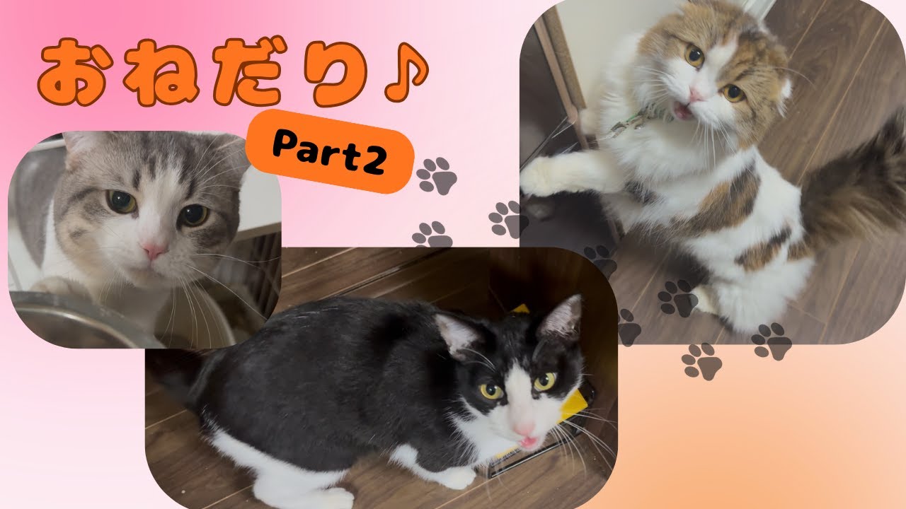 猫のおねだり　Vol.2