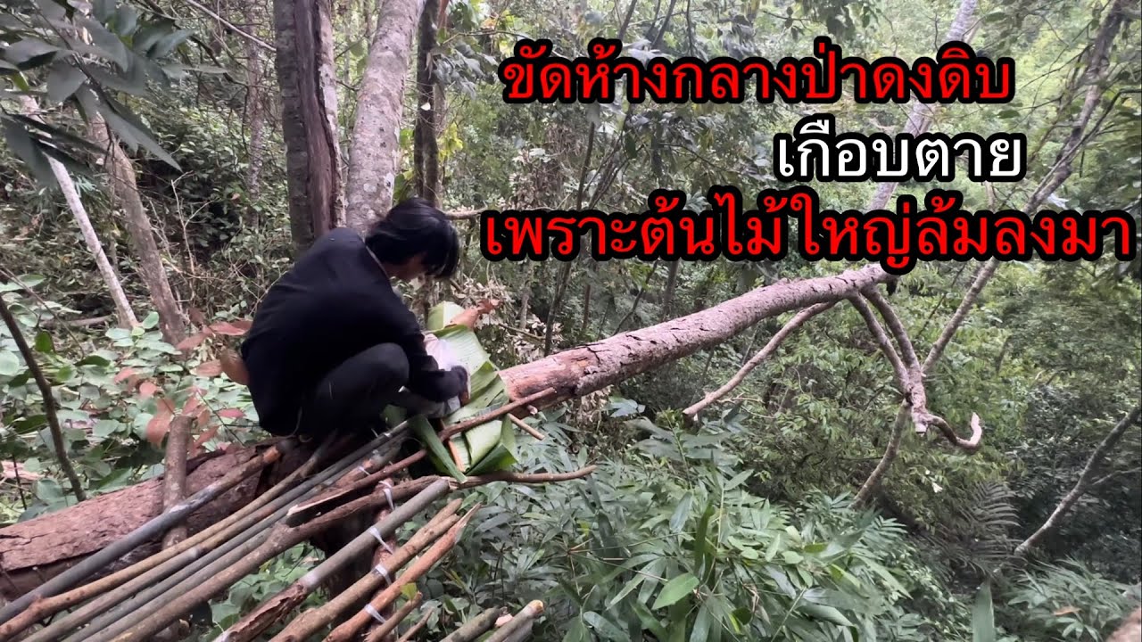 เฉียดตาย!!จากต้นไม้ใหญ่ล้มลงมา..ต้องรีบกระโดดลงห้าง ความสูง20เมตร หลังแทบหัก