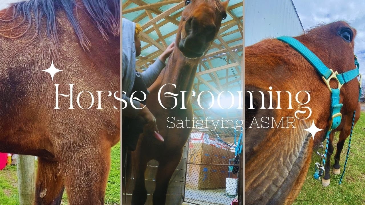 Horse Grooming | Satisfying ASMR | Equestrian Vlog 5