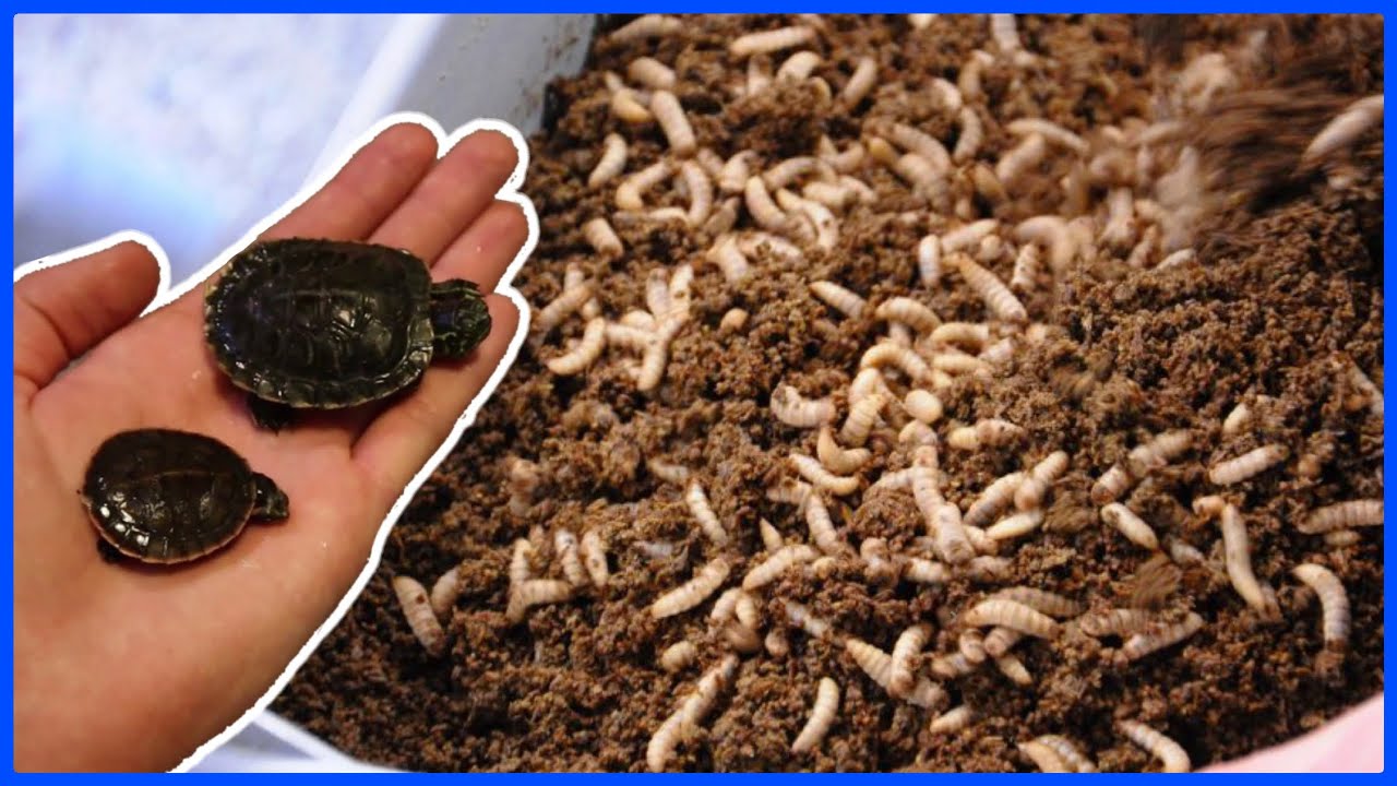 BABY TURTLES VS. 1000 FLY LARVAE!