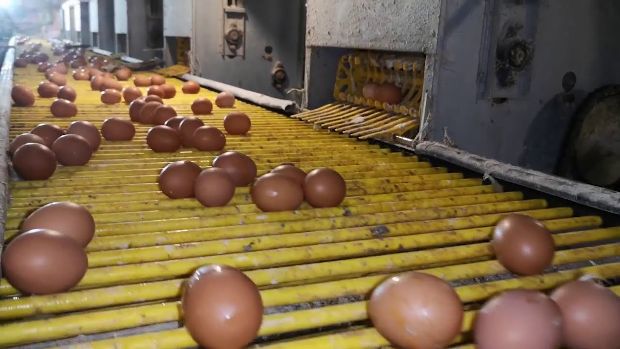 How it works, AKRO - FARMS Automated poultry farm in Ghana (1D1F) made in Ghana