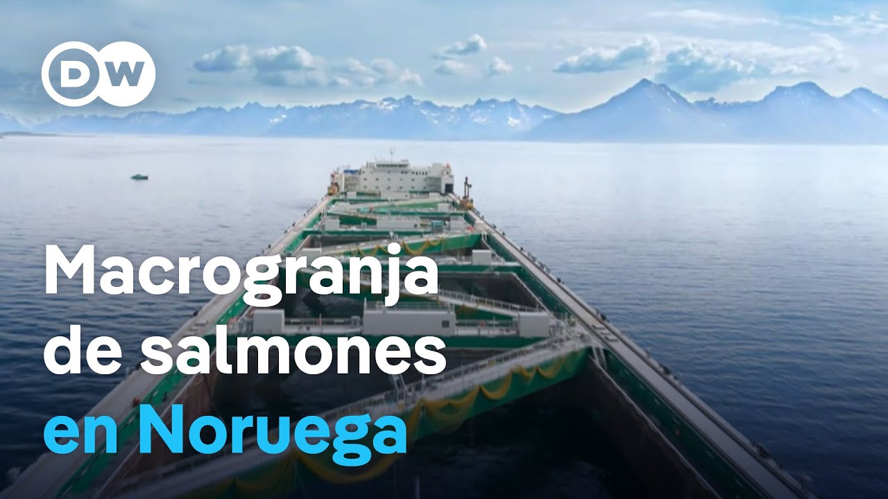 La mayor granja de salmones del mundo, ¿una alternativa sustentable?