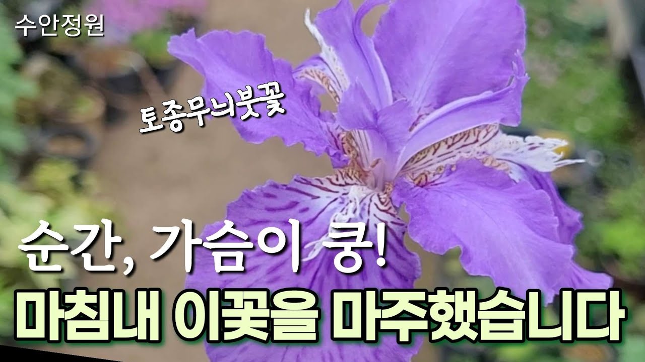 😍눈앞에 피어난 그 꽃, 드디어 이 꽃과 마주했어요🌸묵은둥이/4월에 가장 예쁜꽃#수안정원