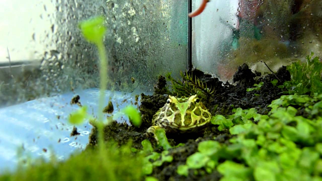 Chaco-Schmuckhornfrosch (Ceratophrys cranwelli) [Jungtier]